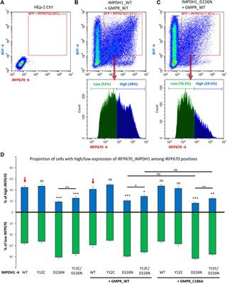 Effect on cell survival and cytoophidium assembly of the adRP-10-related IMPDH1 missense mutation Asp226Asn
